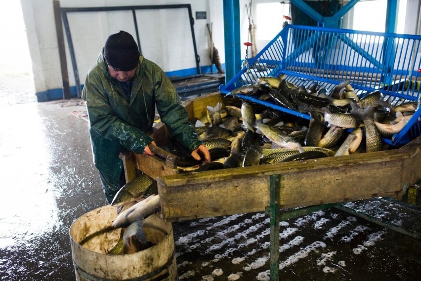 Gospodarstwa rybackie w listopadzie zaczynają sprzedaż karpi