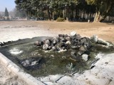 Cmentarz Komunalny w Międzychodzie: W tym samym momencie paliły się dwa śmietniki [ZDJĘCIA]