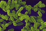 Skażona woda w Kroczycach: Wykryto bakterie E.coli