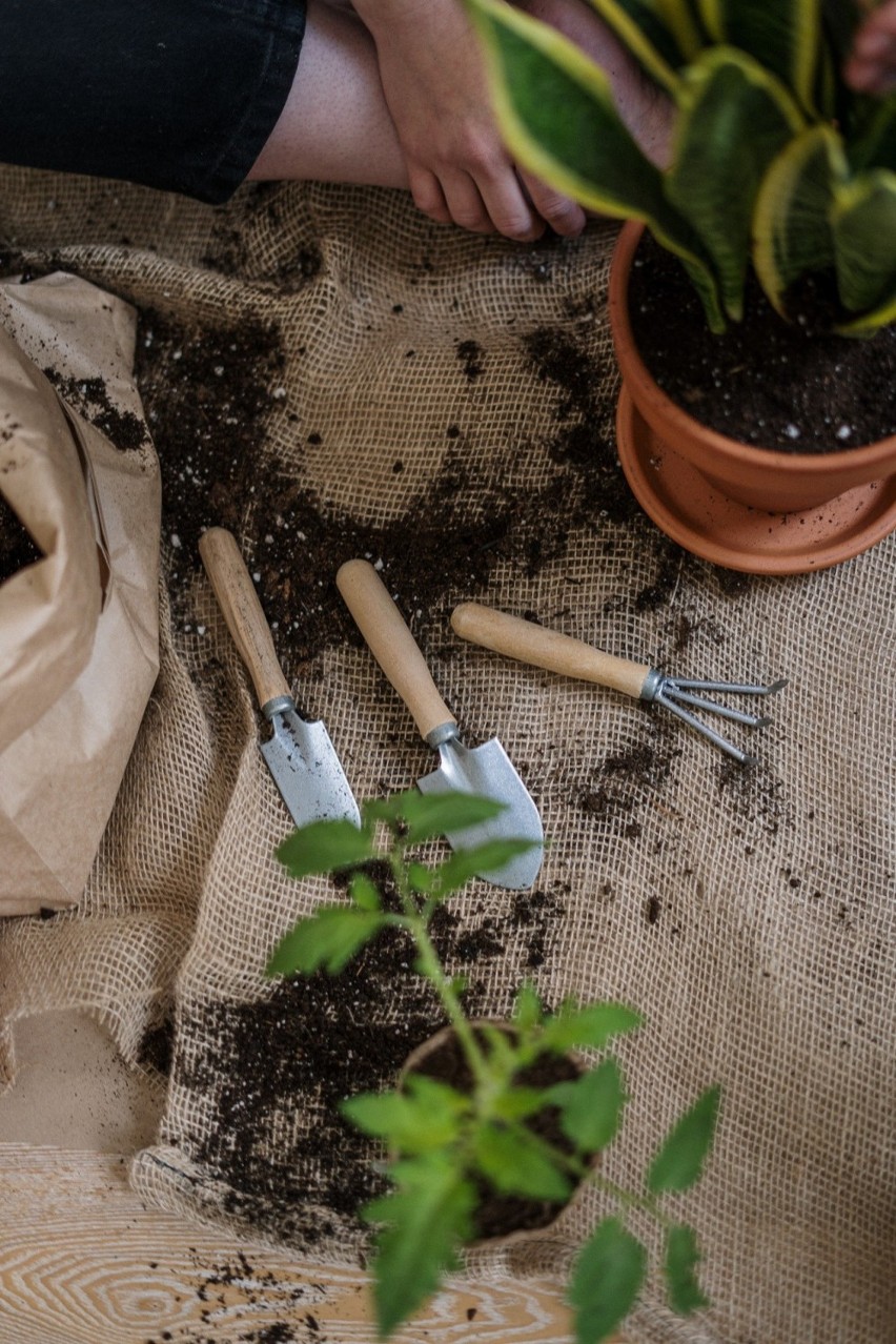 Trawniki grabimy ostrymi drucianymi grabiami, którymi łatwo...