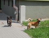 Psy w pow. bytowskim bez rejestracji