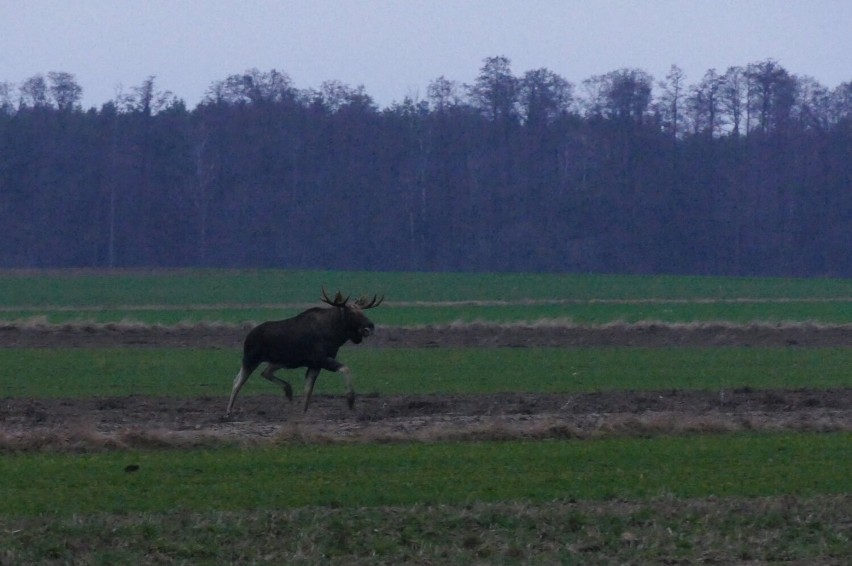 Łoś zaobserwowany na polach koło Poddębic. Leśnicy apelują o uwagę na drodze. Podobne spotkanie miało miejsce w Sieradzu ZDJĘCIA, FILM