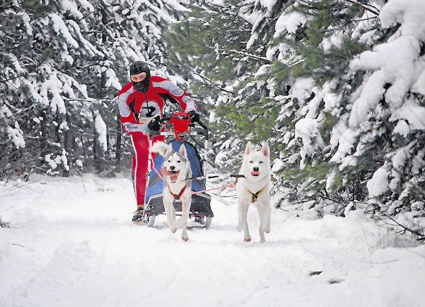 To najpopularniejsza wizja zawodów psich zaprzęgów: śnieżna...