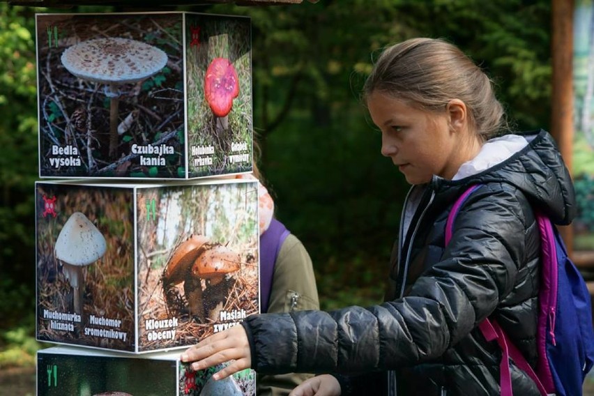 W Arboretum Bramy Morawskiej zainstalowano nową ścieżkę...