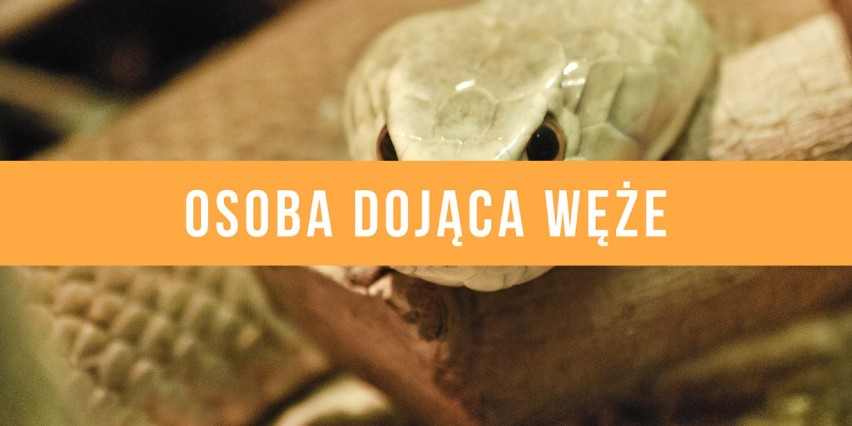 Dojenie węża to zajęcie dla cierpliwych. Jest całkiem dobrze...