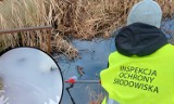 Nieznana substancja o podejrzanej barwie i zapachu wykryta w dopływie rzeki Ruda w Żorach. Sprawę badają śledczy i WIOŚ w Katowicach