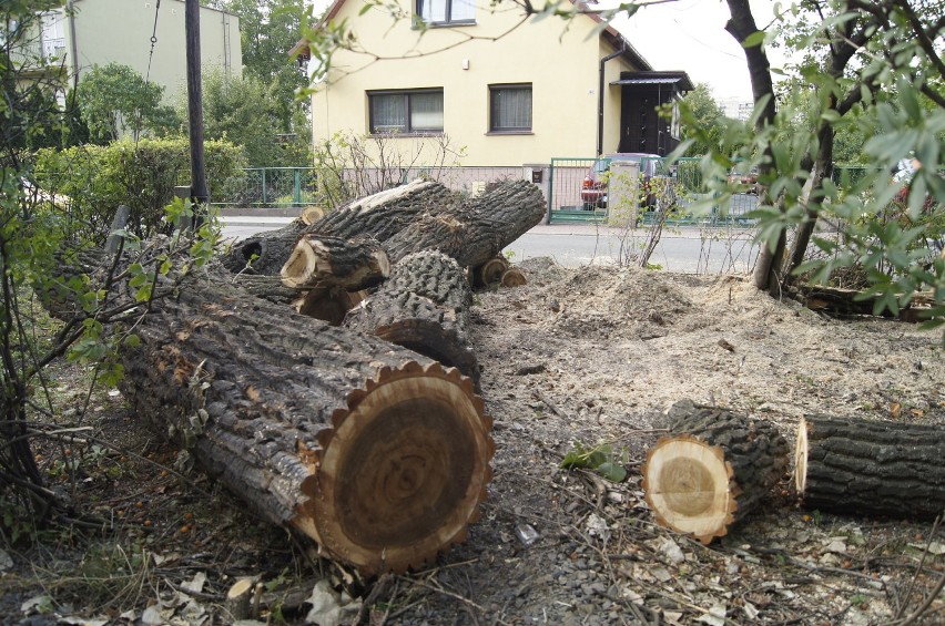 Część drzew wzdłuż ul. Ozimskiej już usunięto, przyszłość...