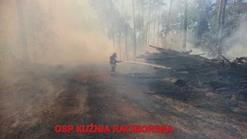 Strażacy gasili pożar lasu w Kuźni Raciborskiej