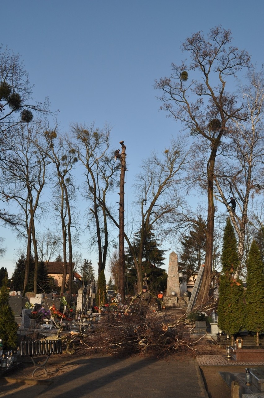Śrem: wycinka drzew na cmentarzu - 8 luty 2016 r.