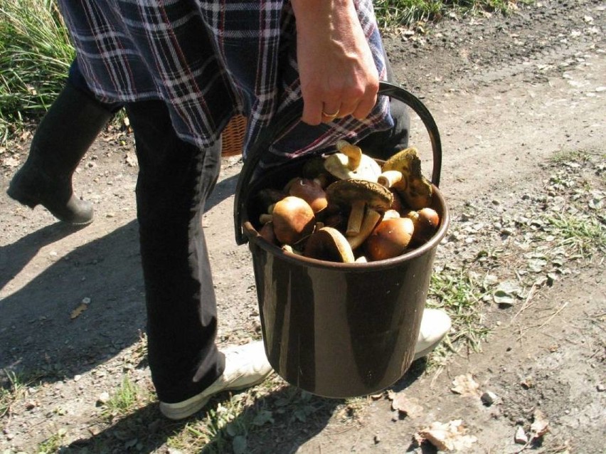 Podpowiadamy, gdzie wybrać się na grzyby w powiecie...