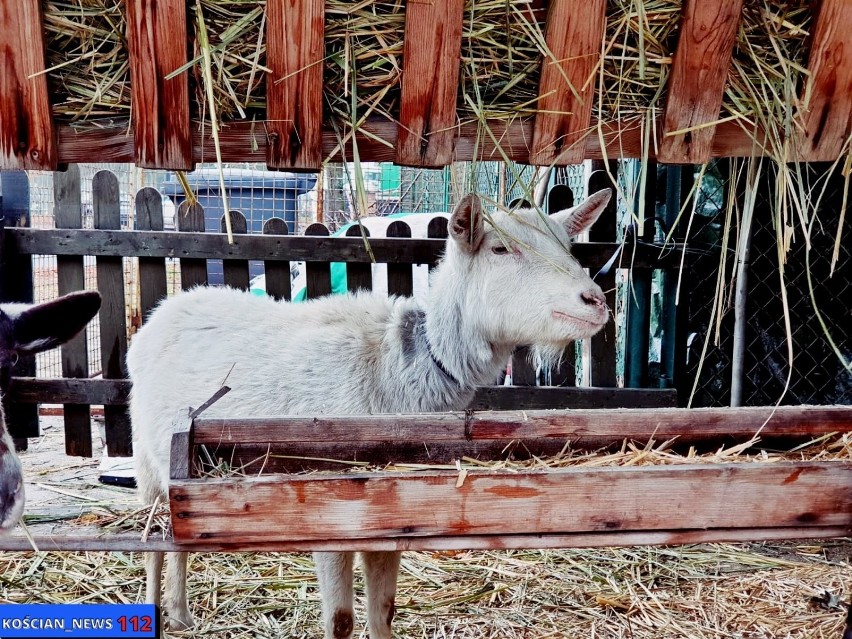 Żywa bożonarodzeniowa szopka w Kościanie. Warto obejrzeć