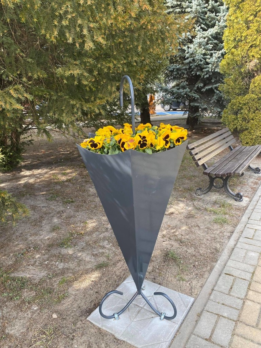 Przed gminą Wierzbica stanęły parasolki z  żółtymi bratkami - zobacz zdjęcia