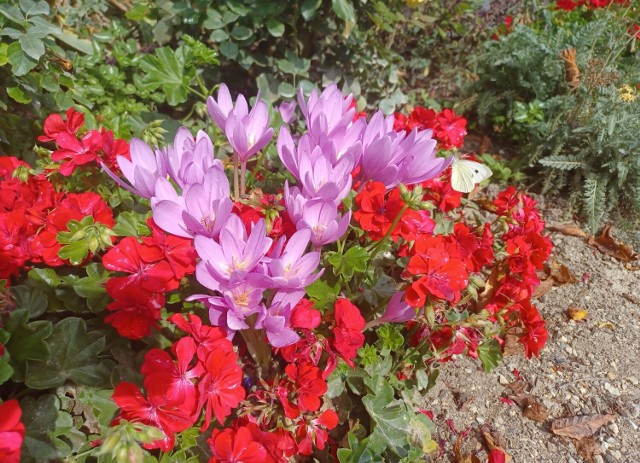 Zimowity w otoczeniu posadzonych do gruntu pelargonii wyglądają bardzo oryginalnie. Ale dobrze komponują się różnymi kwiatami.