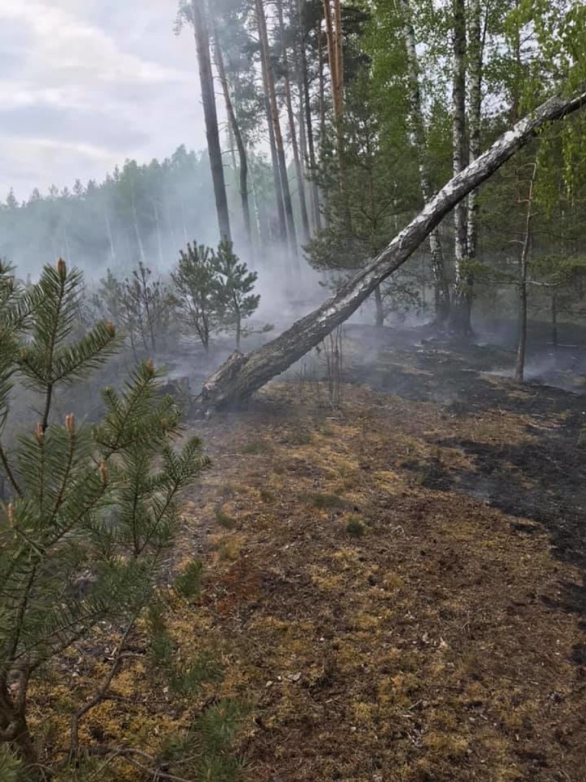 Pożar lasu w Ludomicku. Ogień szybko się rozprzestrzeniał