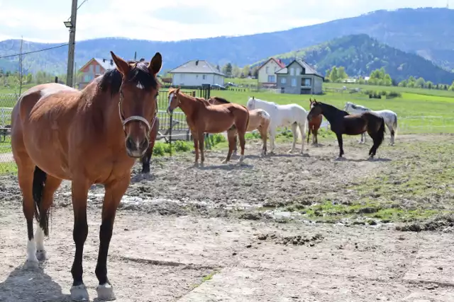 Fundacja Terra Spei i Ośrodek Jeździecki Hanka