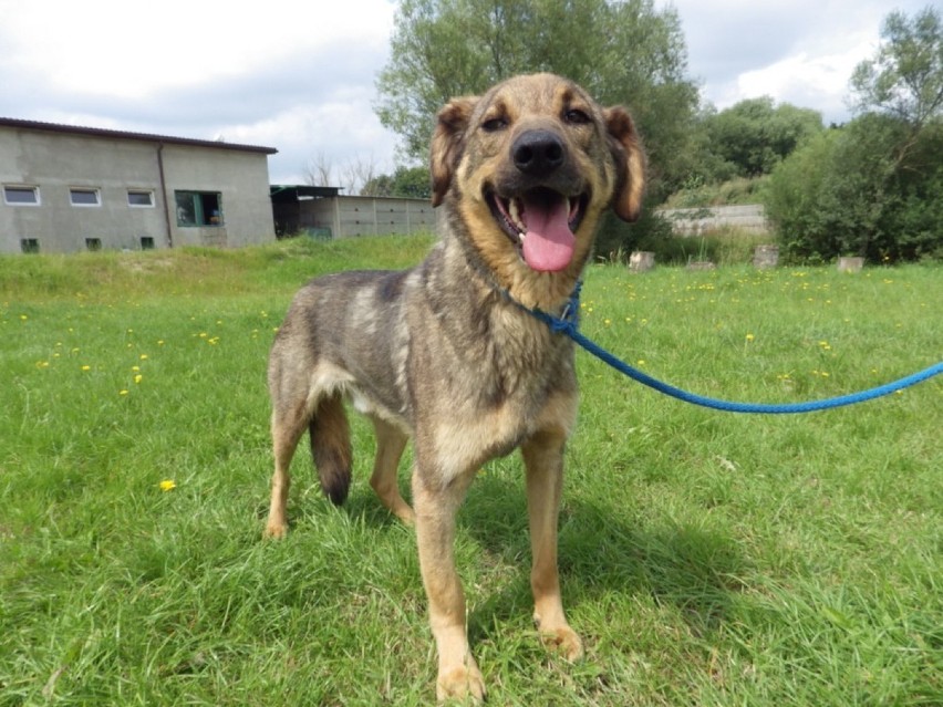 Schronisko dla zwierząt w Bełchatowie wstrzymuje adopcje