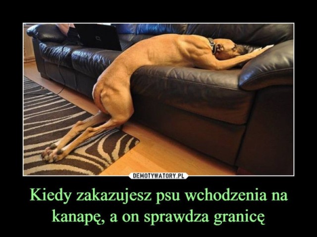 Najlepsze memy o psach, jakie widział internet