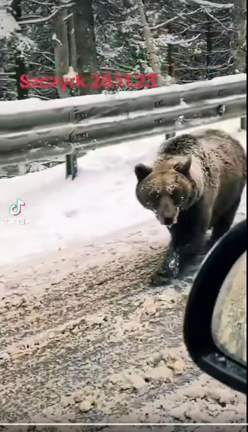 Niedźwiedzie  w Szczyrku? To wideo zrobiło furorę w internecie, ale nie wszystko jest tutaj takie proste!