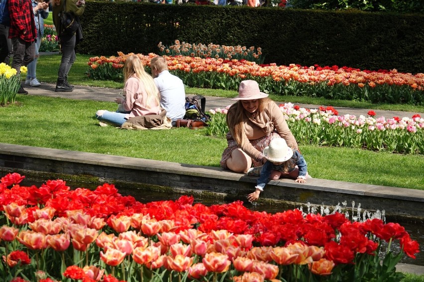 Holandia słynie z tulipanów. Naręcza kwiatów dostępne są...