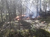 Pożar lasu w Trzech Morgach (gm. Sulejów). Samolot gaśniczy wykonał  pięć zrzutów wody. 