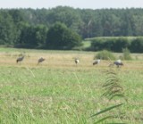 Żurawie żerowały pod Sulmierzycami! To bardzo rzadki widok [FOTO]