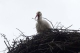 Pierwszy bociek pojawił się w regionie legnickim, zobaczcie zdjęcia