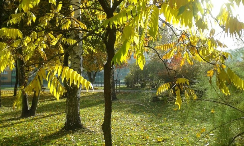 Malownicza i kolorowa jesień w Szczecinie [galeria internautów]