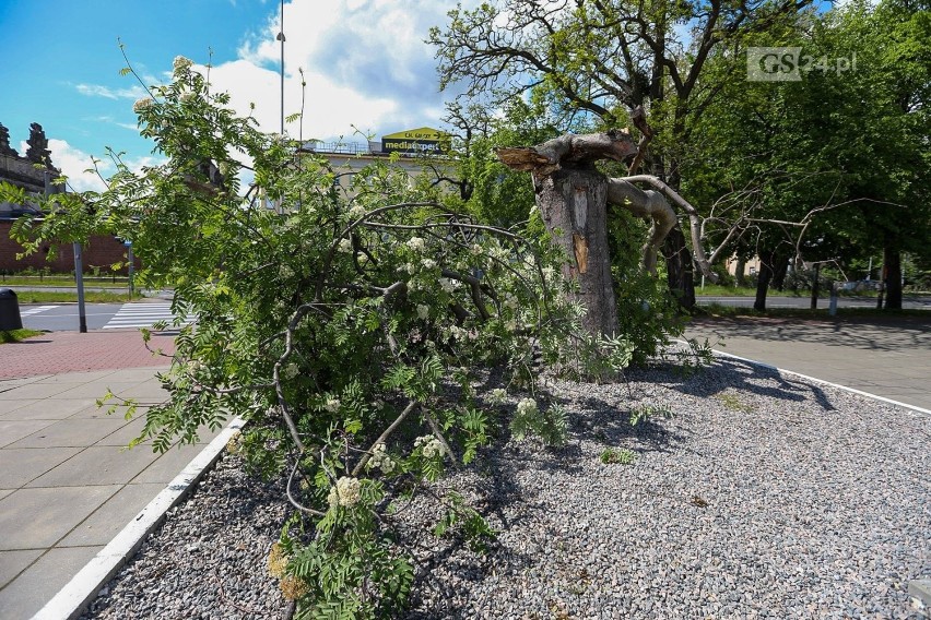 Co się stało z pięknym drzewem z placu Solidarności w Szczecinie?