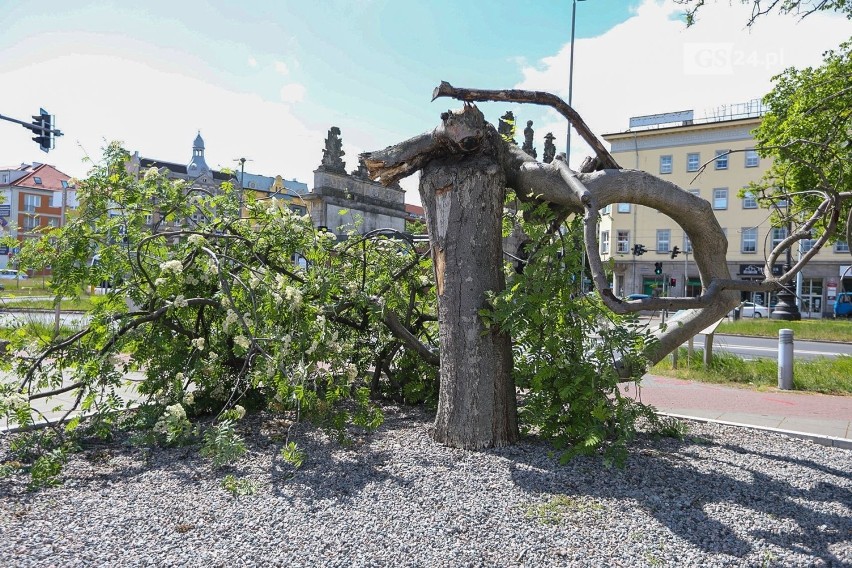 Co się stało z pięknym drzewem z placu Solidarności w Szczecinie?