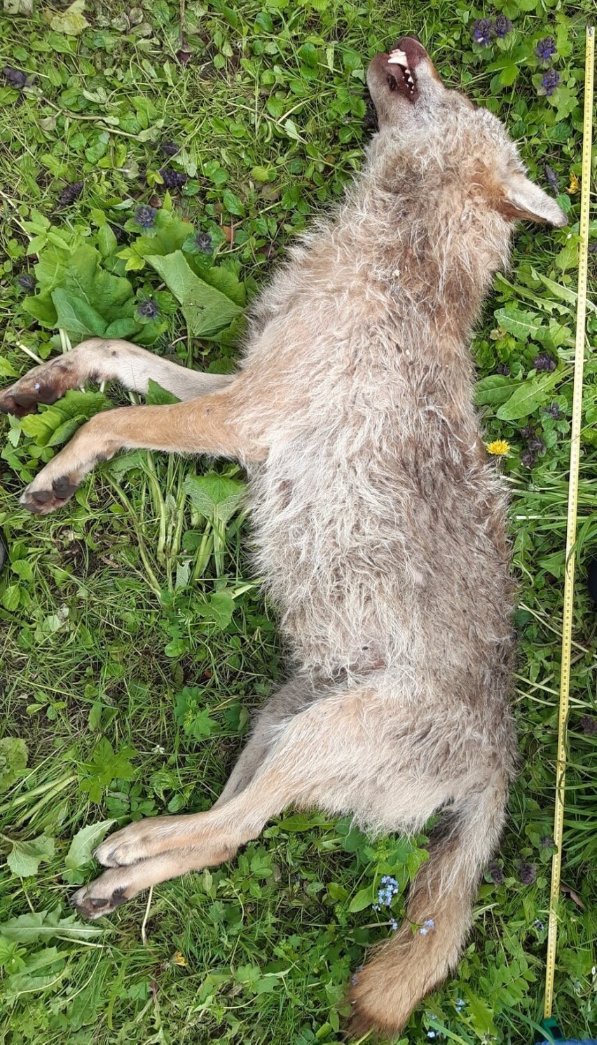Martwy wilk przy drodze nr 35 w okolicach Sokołowska
