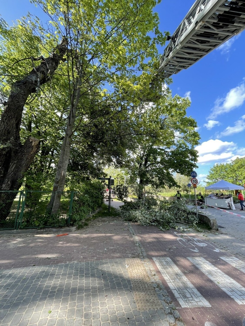 Wiatr łamał gałęzie i drzewa w Sopocie. Strażacy mieli dużo pracy. ZDJĘCIA