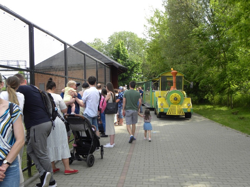 ZOO w Borysewie. Kaliszanie chętnie odwiedzają to miejsce ZDJĘCIA