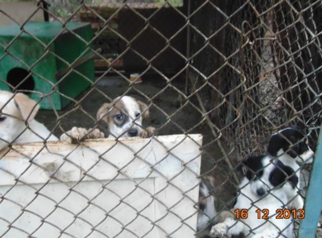Zdjęcie szczeniaków w wojnickim kojcu zostało zrobione przez Animalsów w poniedziałek. Dwa dni później psów już tam nie było