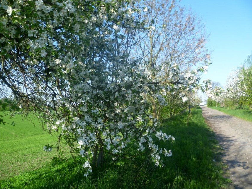 Wiosna w Chodzieży i okolicy w pełni, wszystko kwitnie 