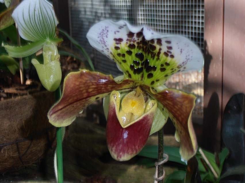 Wystawa Orchidei - BIOSFERA Poczdam [ZDJĘCIA]
