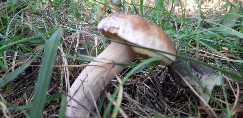 We wrześniu nie brakuje grzybów w lasach powiatu...