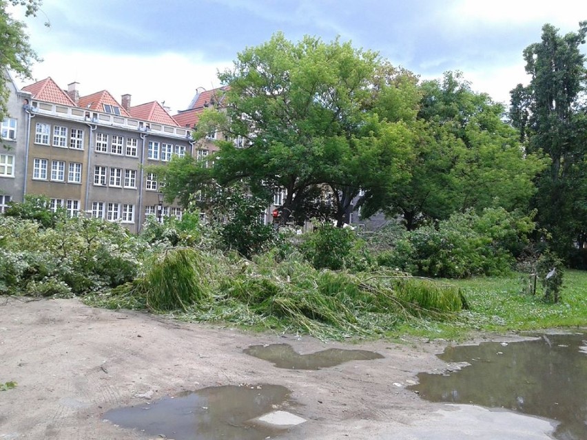 Mieszkańcy centrum Gdańska zaniepokojeni wycinką drzew na...