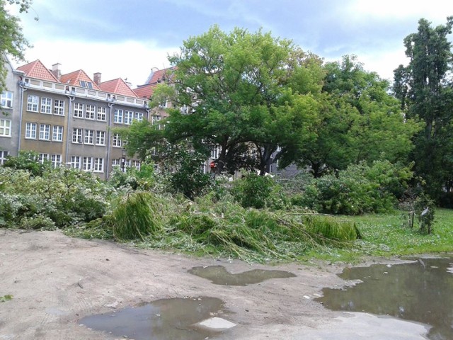Mieszkańcy centrum Gdańska zaniepokojeni wycinką drzew na ul. św. Ducha