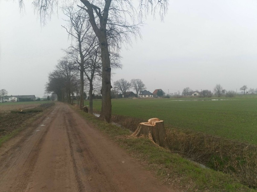 Trzy zdrowe dęby wycięto przy drodze gruntowej w Stogach...