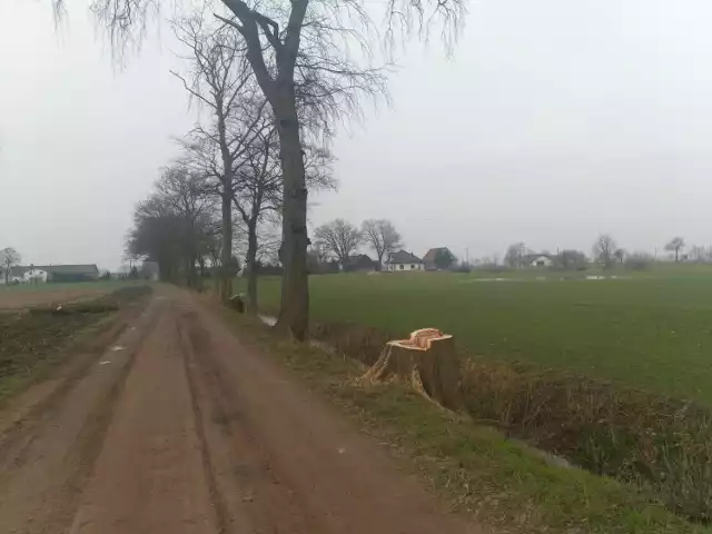 Trzy zdrowe dęby wycięto przy drodze gruntowej w Stogach (gm. Malbork). Na ich usunięcie nie było zgody.