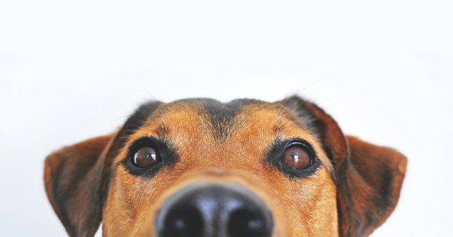 Doskonały zmysł węchu pomaga psom w rozpoznawaniu specyficznej woni świadczącej o tym, że epileptykowi grozi atak padaczki. Zwierzę może uratować życie choremu alarmując o zbliżającym się niebezpieczeństwie.