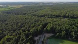 Nadleśnictwo Kalisz wprowadza zakaz wstępu do lasu i zbioru runa leśnego