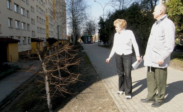Lokatorzy bloku przy ul. Lwowskiej w Tarnowie martwią się, że pocięte drzewa uschną