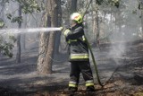 Pożar poszycia leśnego na terenie LPKiW w Myślęcinku w Bydgoszczy. Ogień gasiły trzy zastępy strażaków