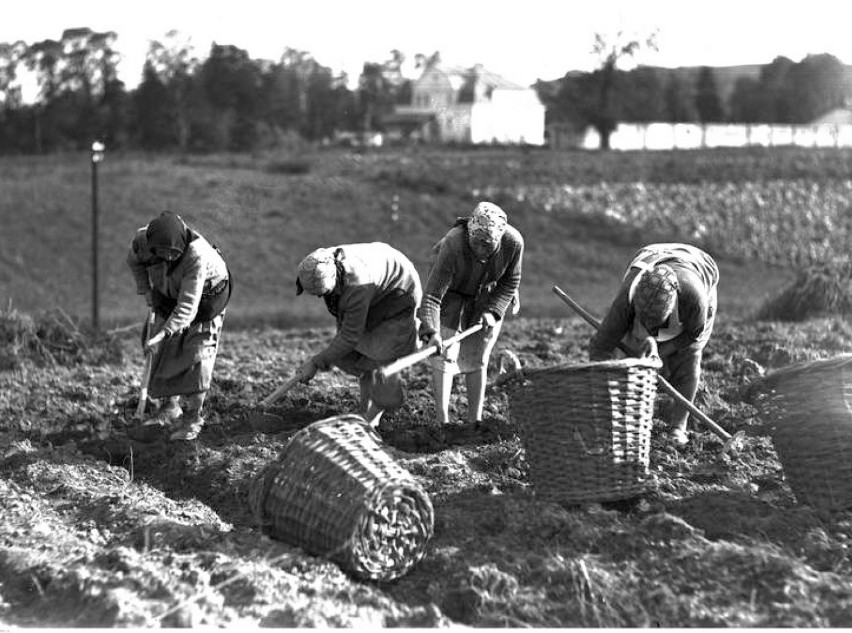 Jak kiedyś zbierano ziemniaki. Wykopki na dawnej wsi [zdjęcia archiwalne]         
