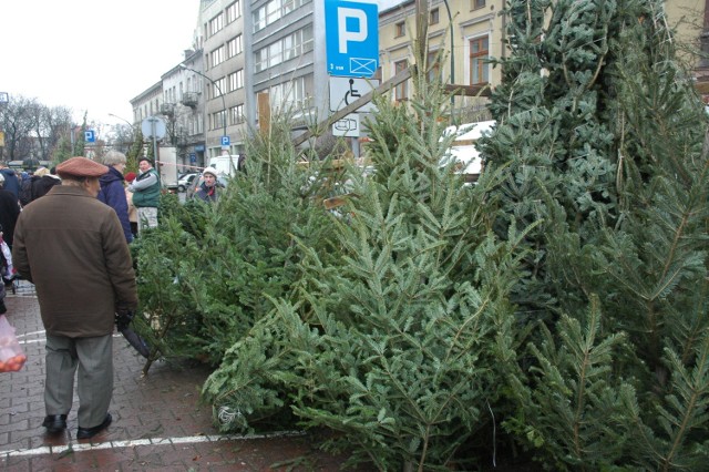 To nadal najczęściej wybierane drzewko - po pierwsze z racji ceny, a po drugie z powodu pięknego zapachu. Niestety w warunkach domowych wytrzymuje ok. 2 tygodni, a potem zaczyna zrzucać igły. Aby przedłużyć żywot świerka, możemy go wstawić do pojemnika z wodą. Dłużej postoi też drzewko kupione w doniczce, trzeba tylko pamiętać o regularnym podlewaniu. 

Czytaj też: Ile kosztuje karpie w lubuskich gospodarstwach rybackich? [ZDJĘCIA]

Zobacz: Choinka pełna symboli. Co wieszamy na świątecznym drzewku?


(wideo: Agencja TVN/x-news)

