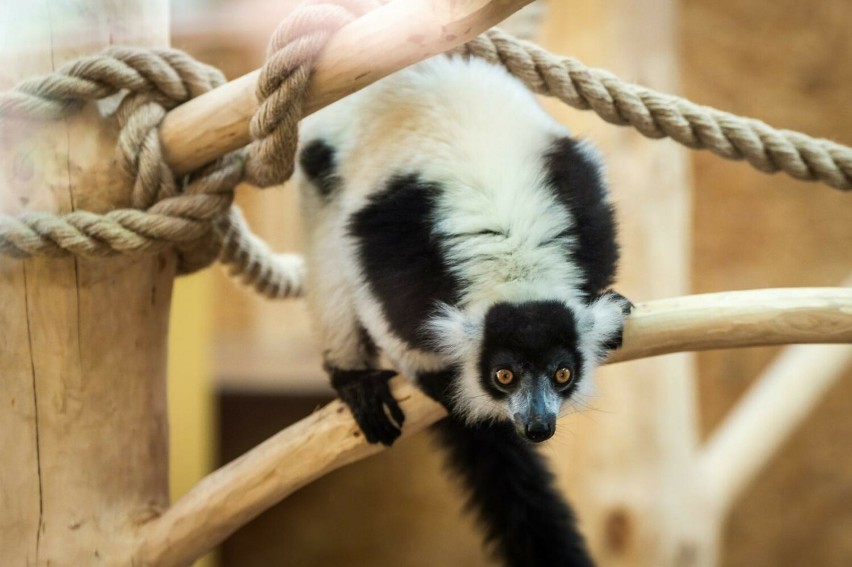 05.04.2024 gdansk. otwarcie pawilonu lemurow w zoo. fot....