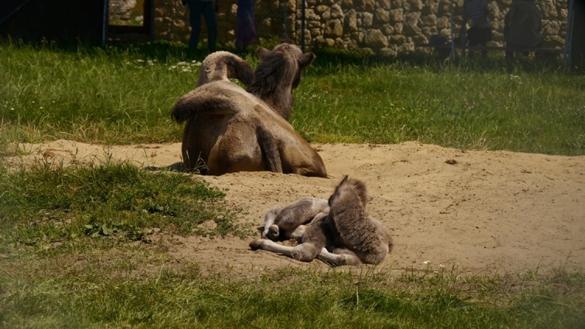 Zoo Zamość: Wielbłądy Bella i Nikodem doczekały się syna