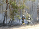 Głogów: Strażacy opanowali pożar lasu