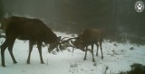 Walka jeleni w Beskidzie Żywieckim [FILM]